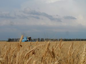 По субсидиям на страховку урожайной продукции лидирует Юг России